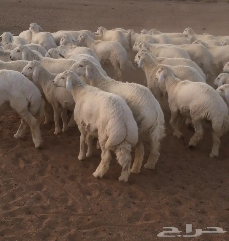 للبيع بهم حري جبر ونظيف  (image 1)