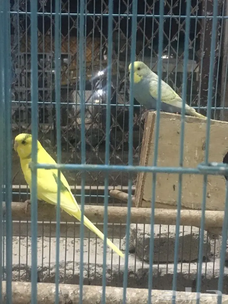 جوز بادجي منتج