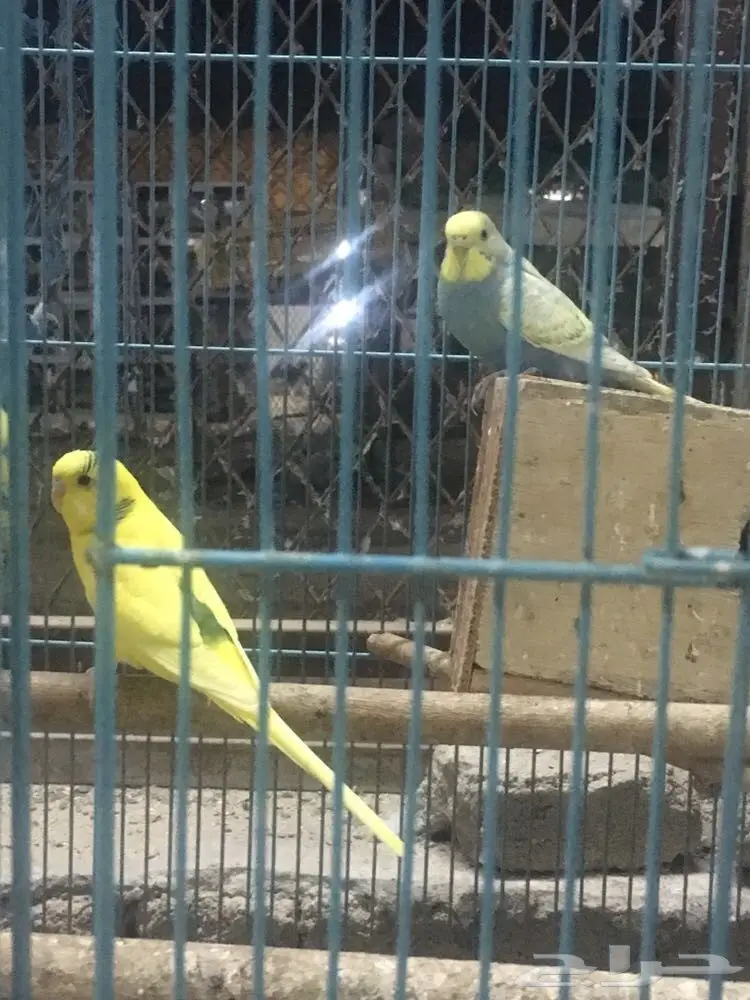 جوز بادجي منتج (image 1)