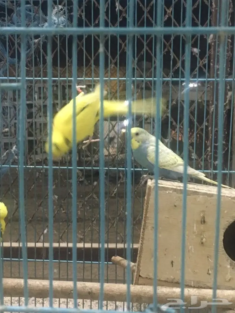 جوز بادجي منتج (image 2)