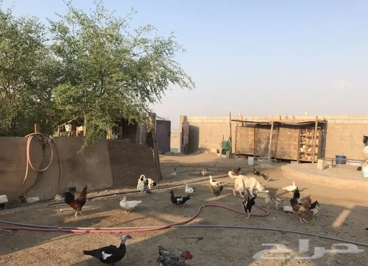 حوش للبيع  (image 4)