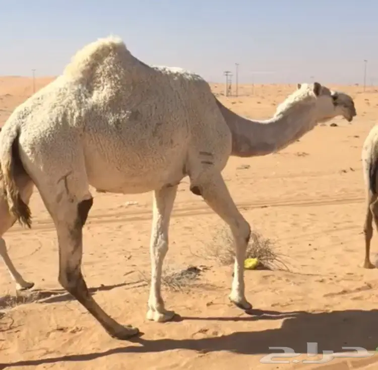 للبيع لقحه بكر