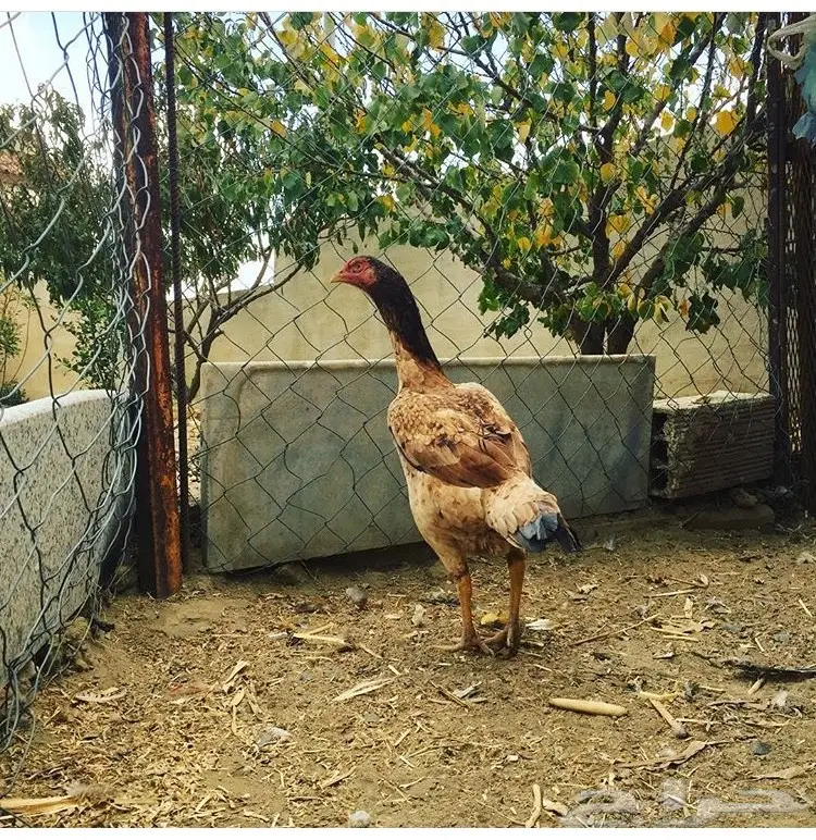 زوج دجاج بلجيكي بيور (image 2)