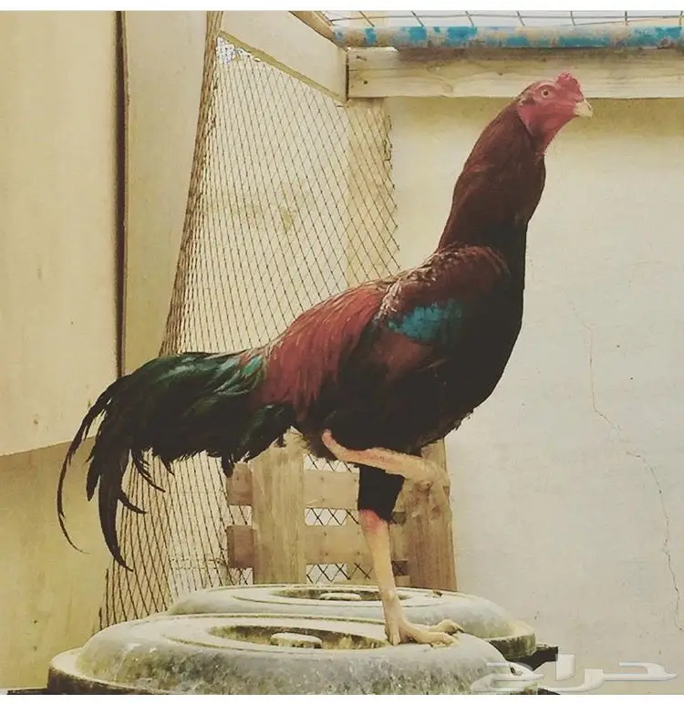 زوج دجاج بلجيكي بيور (image 3)