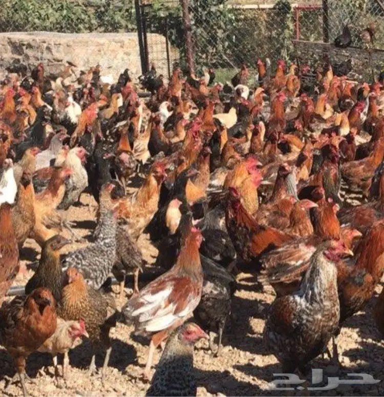 دجاج بلدي أصيل - فرصة ذهبية!