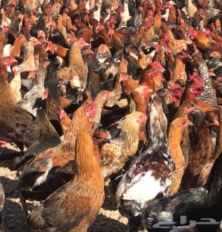 دجاج بلدي أصيل - فرصة ذهبية! (image 1)