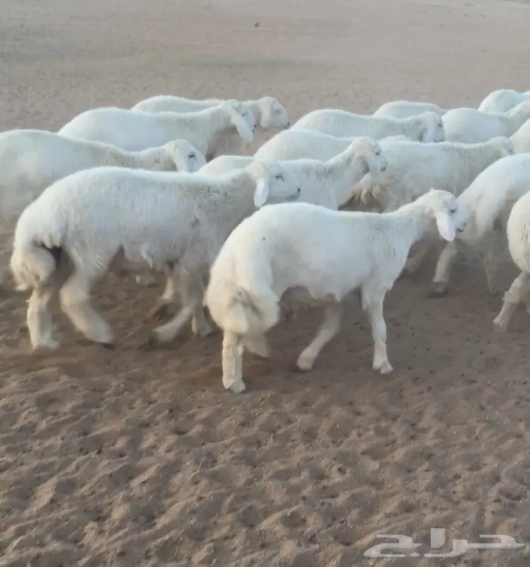 للبيع بهم حري جبر ونظيف  (image 3)