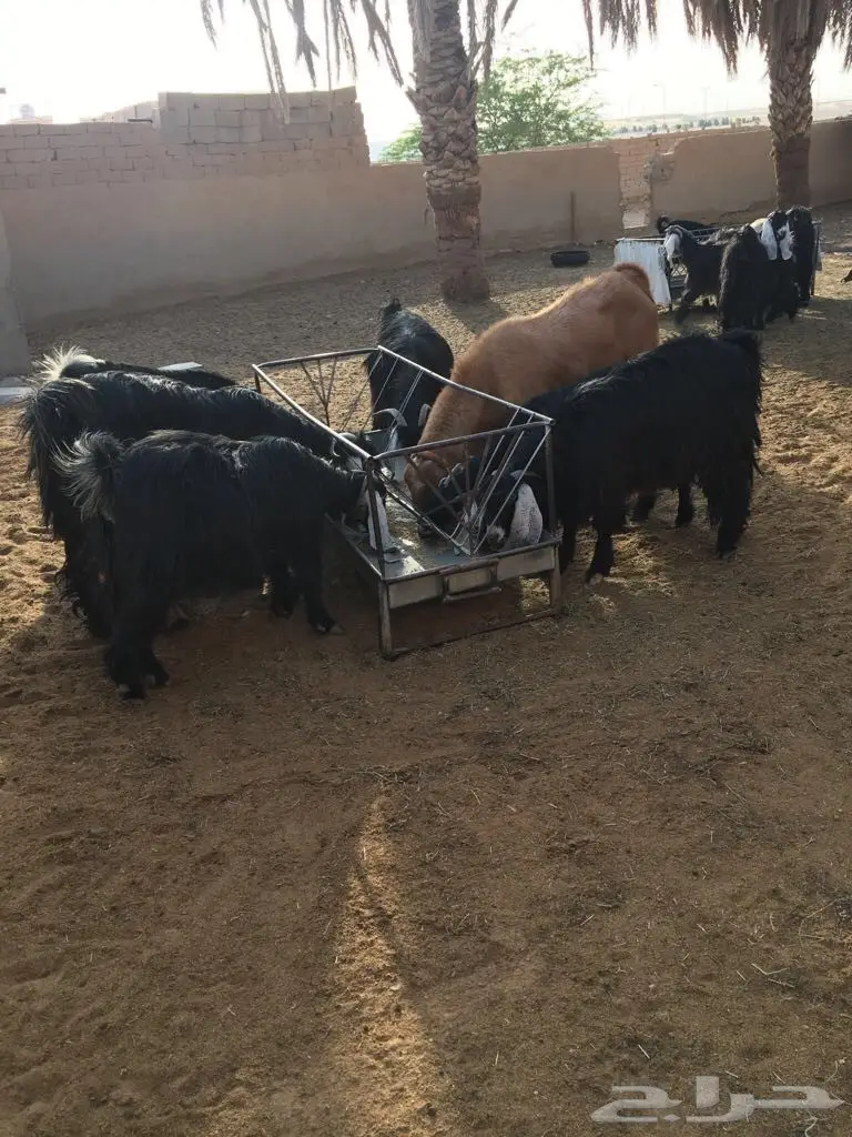 معزا طيبه وبسعر مناسب جدا