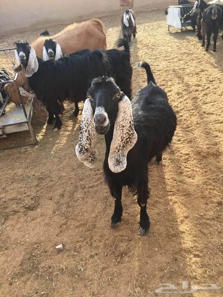 معزا طيبه وبسعر مناسب جدا (image 1)