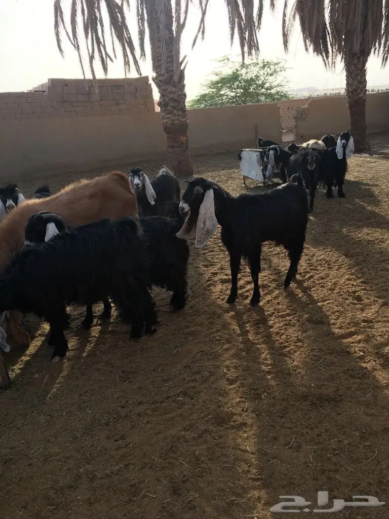 معزا طيبه وبسعر مناسب جدا (image 2)