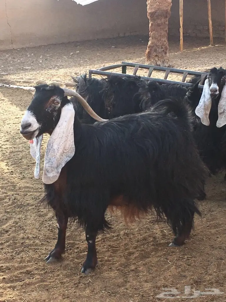 معزا طيبه وبسعر مناسب جدا (image 3)