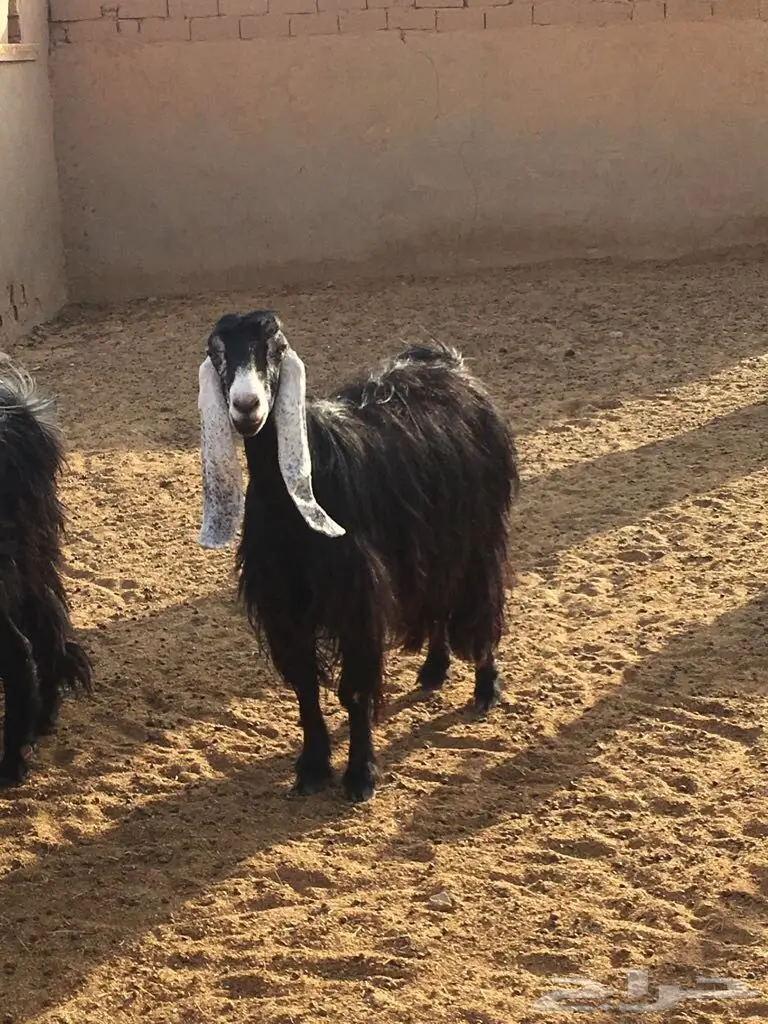 معزا طيبه وبسعر مناسب جدا (image 4)
