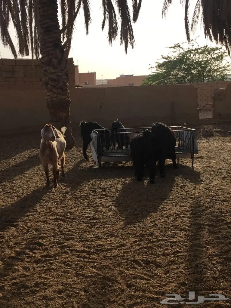 معزا طيبه وبسعر مناسب جدا (image 5)