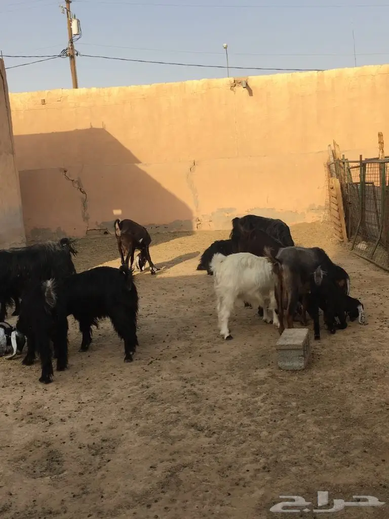 معزا طيبه وبسعر مناسب جدا (image 6)