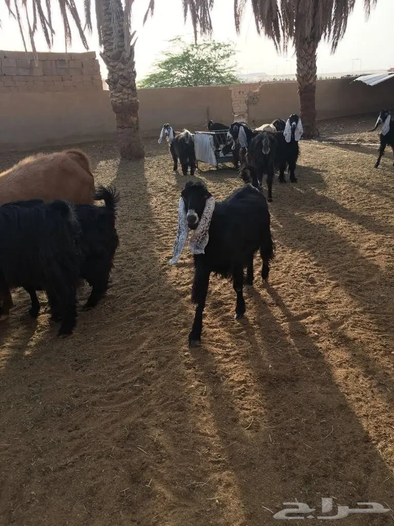 معزا طيبه وبسعر مناسب جدا (image 7)