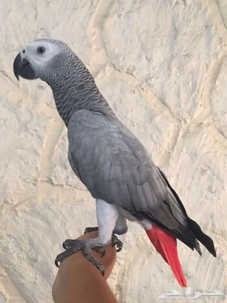 ببغاء أفريقي متكلم - كاسكو فريد من نوعه! (image 2)