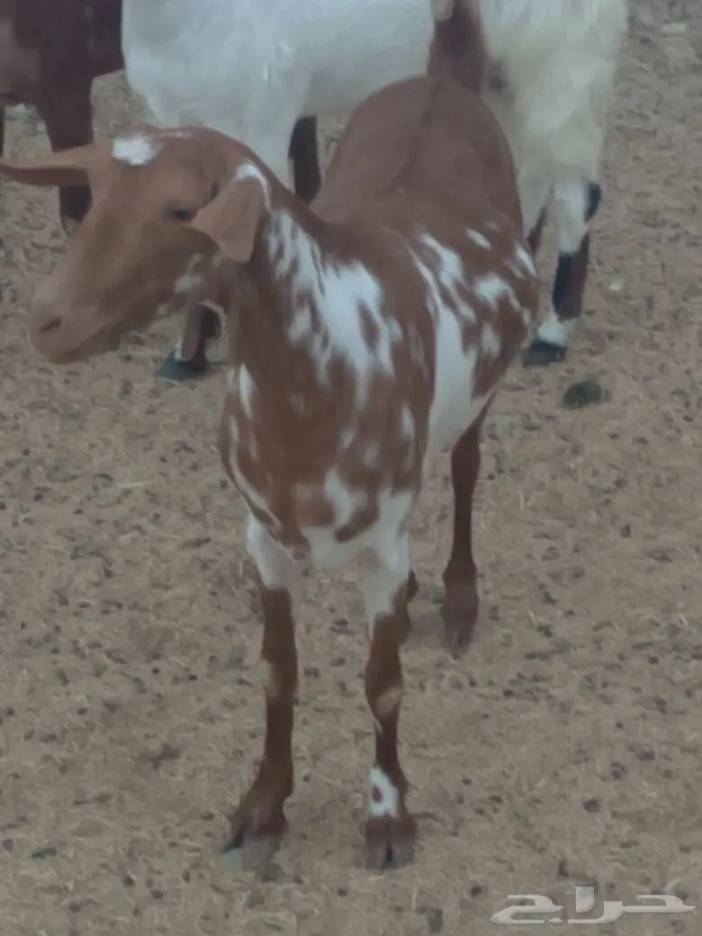 معزا مقاني  (image 1)