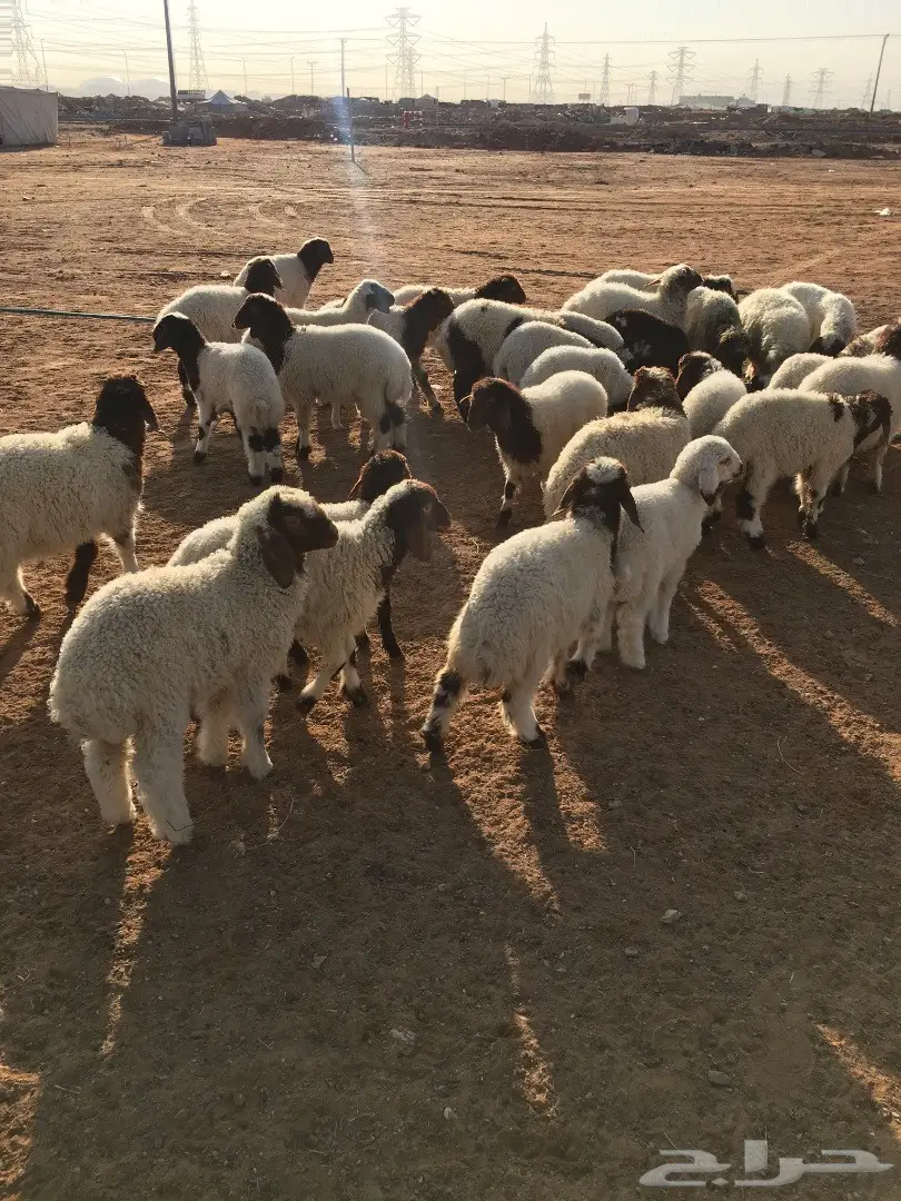 هرافي نعيم (image 1)