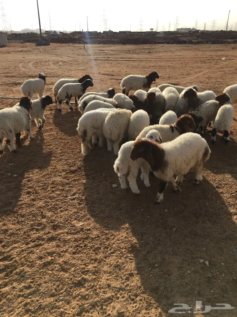 هرافي نعيم (image 2)