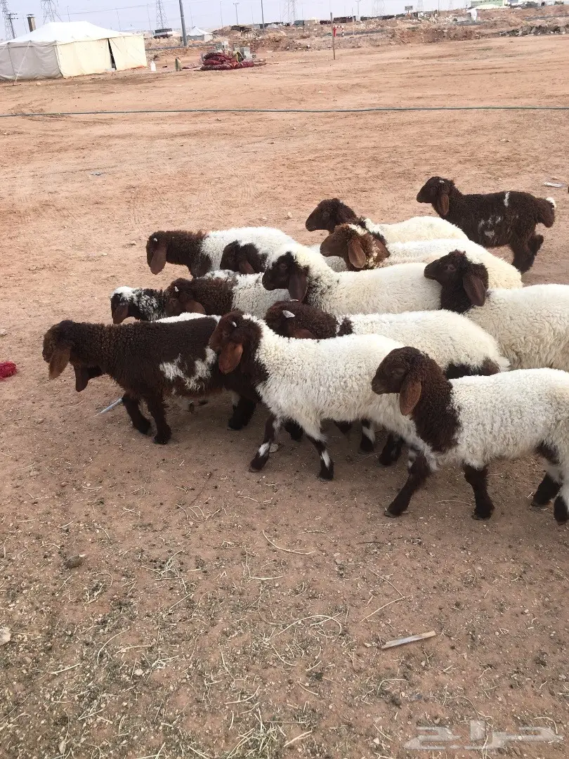 هرافي نعيم (image 3)