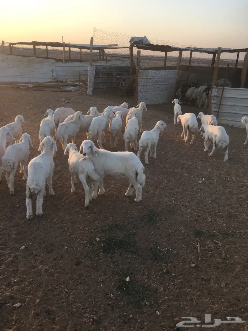 حري لباني (image 1)