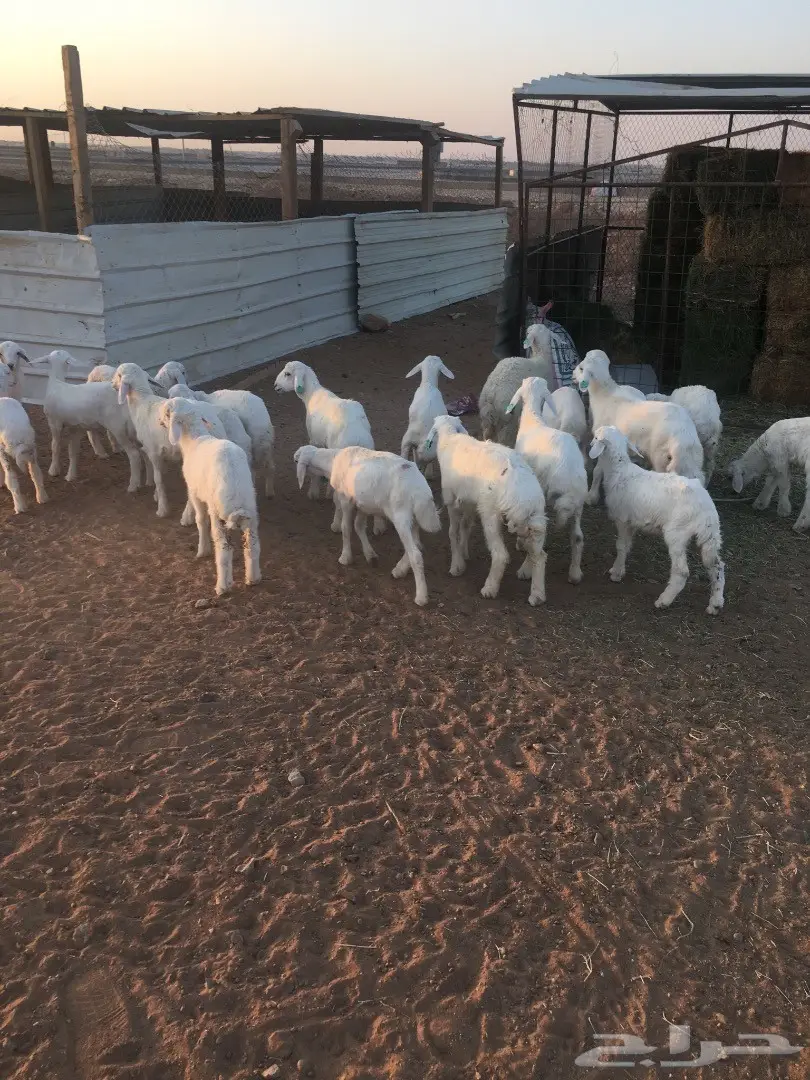 حري لباني (image 2)