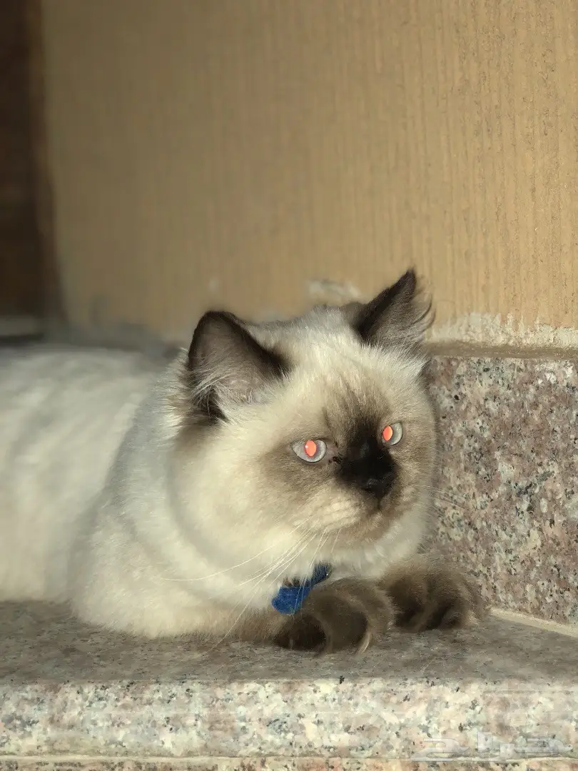 قطه هملايا للبيع  (image 1)