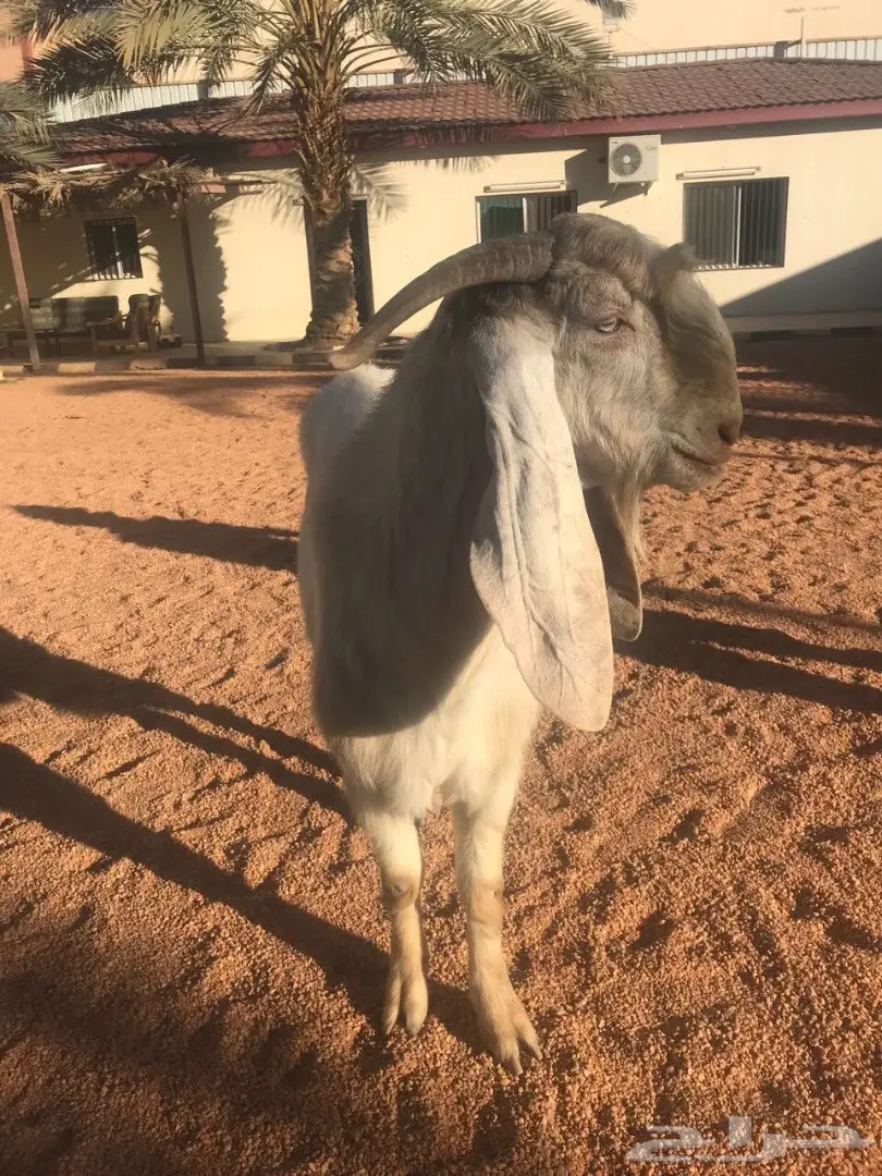 فحل ماعز مشروط من كل عذروب (image 1)