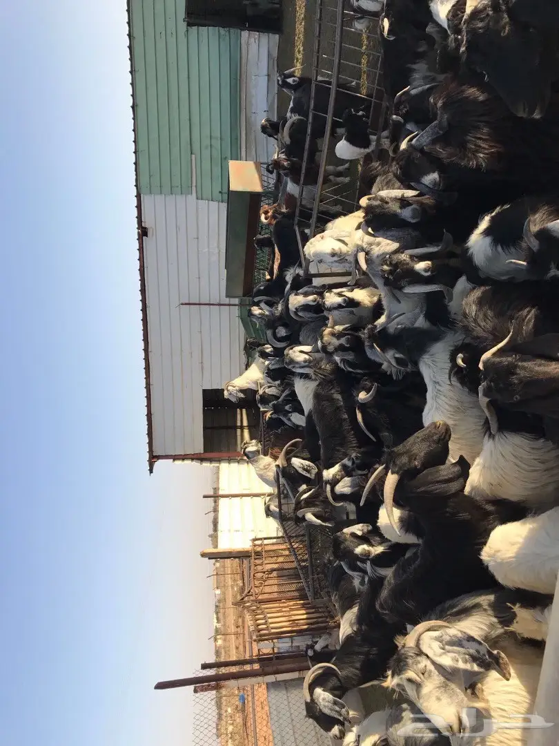 فرصة استثمارية: 40 ماعز للبيع في ملهم! (image 1)