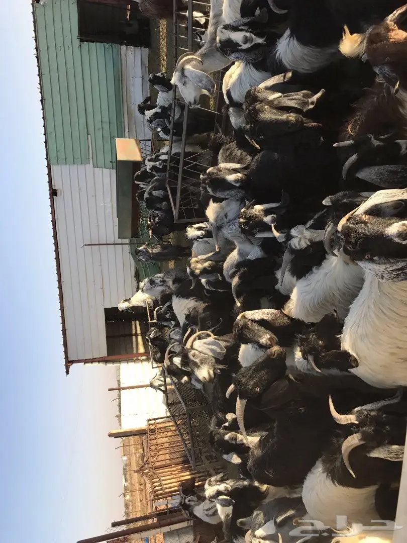 فرصة استثمارية: 40 ماعز للبيع في ملهم! (image 2)