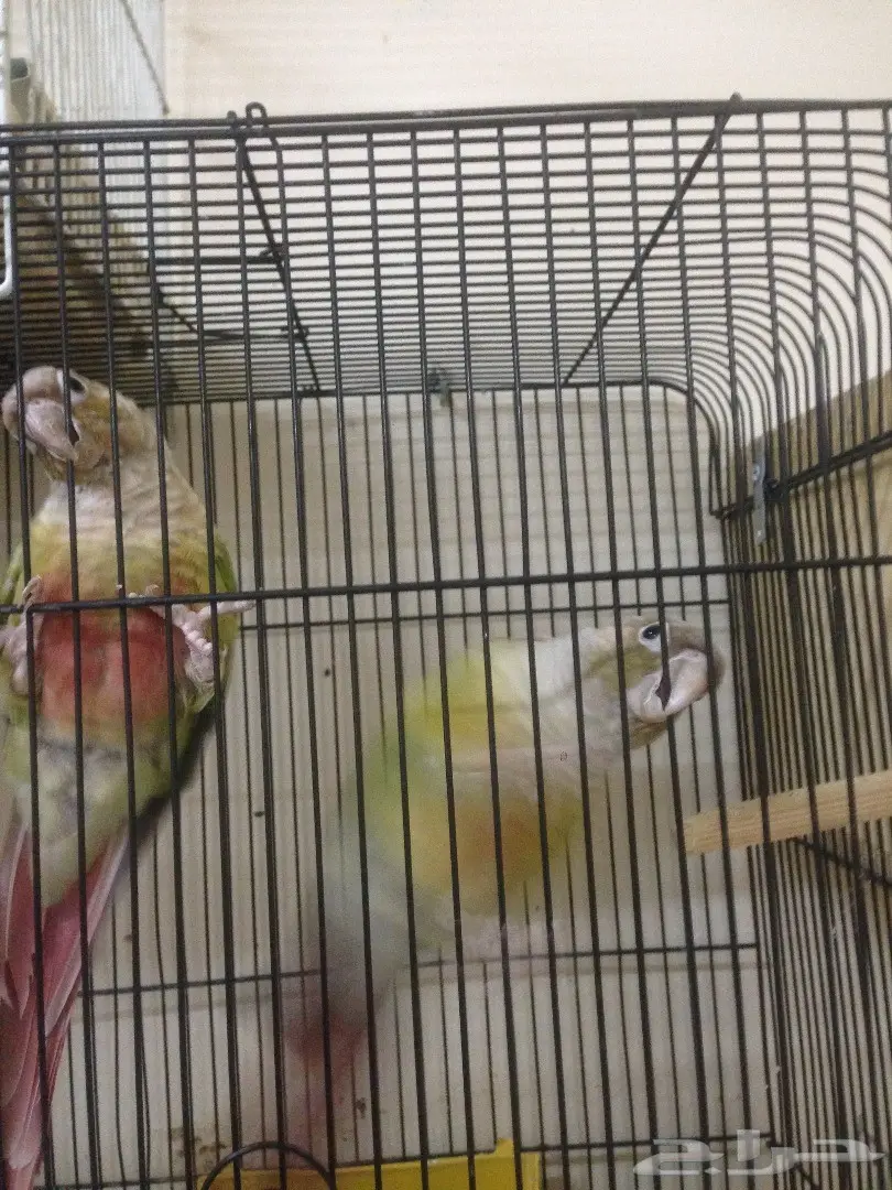 جوز سنيمون محلل DNA (image 1)