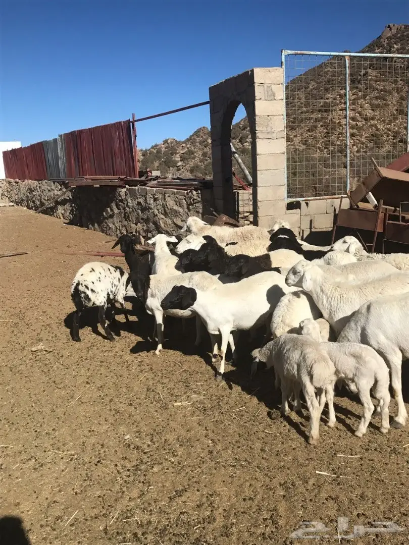 غنم برابر  (image 3)