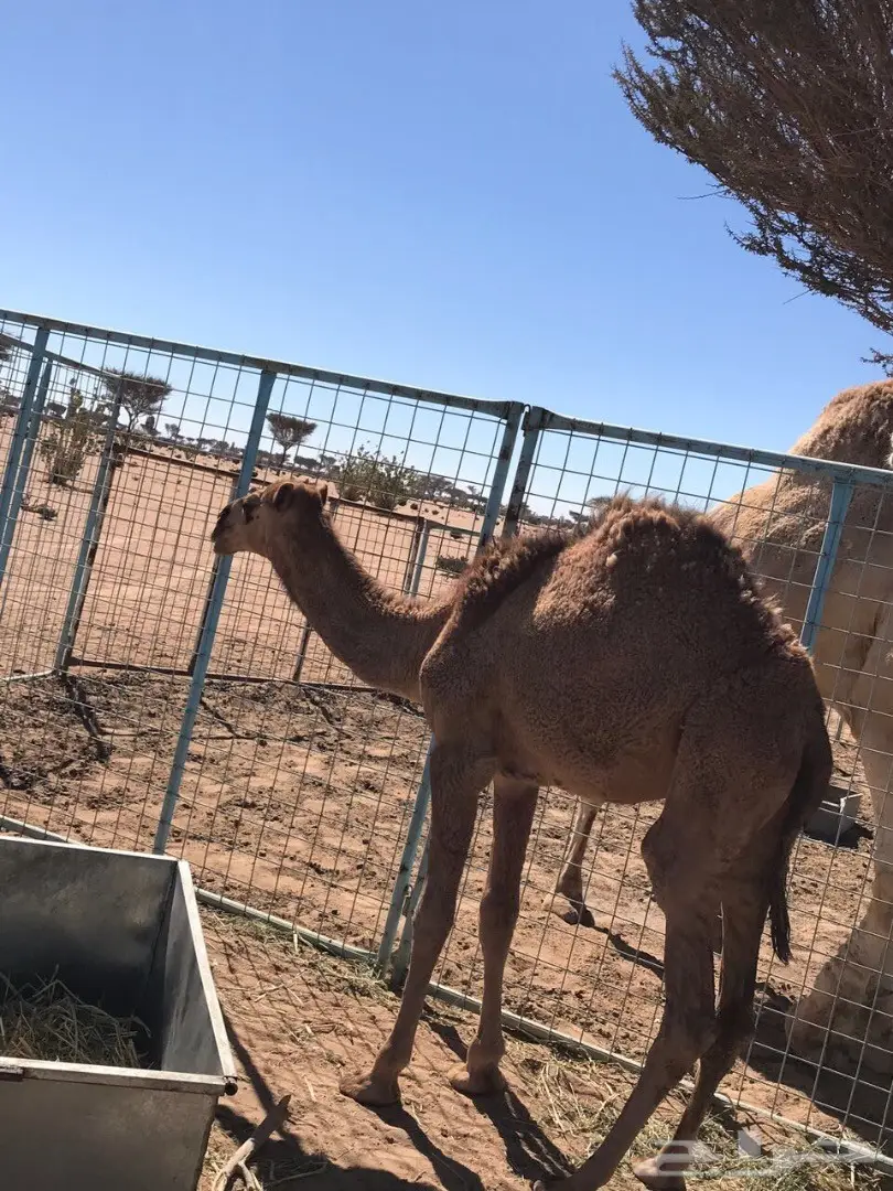 بكره للبيع  (image 1)