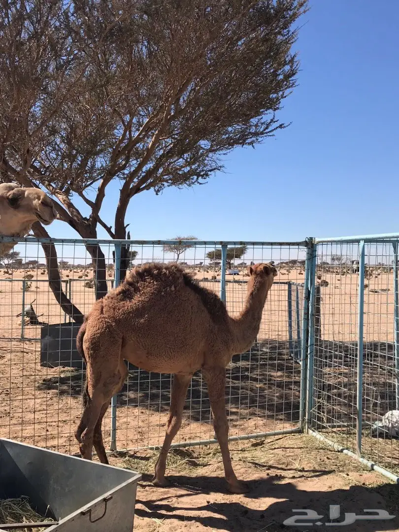 بكره للبيع  (image 2)