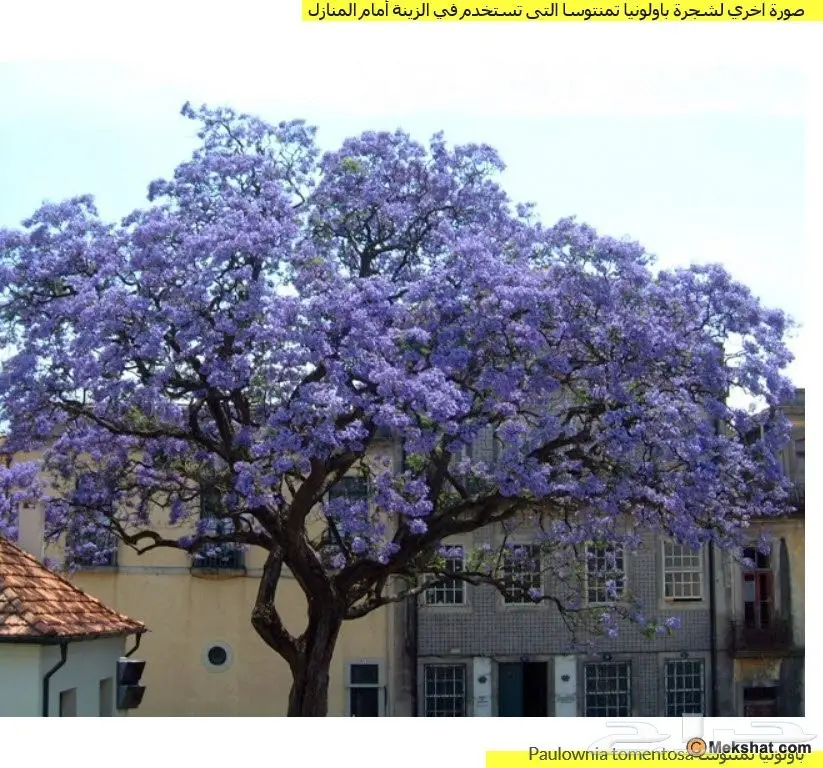 بذور الباولونيا (image 2)