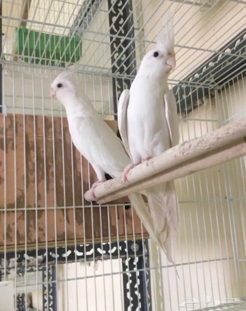 تصفيه اجواز كروانات منتجه والبيع جمله