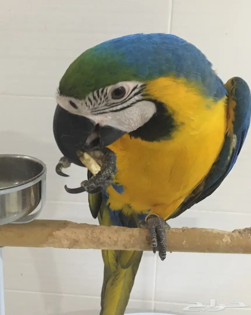 مكاو بغبغاء (image 2)