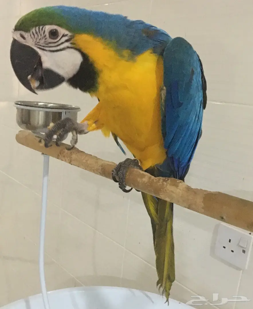 طير مكاو مدهش للبيع - طفل يمتلك موهبة الكلام! (image 3)