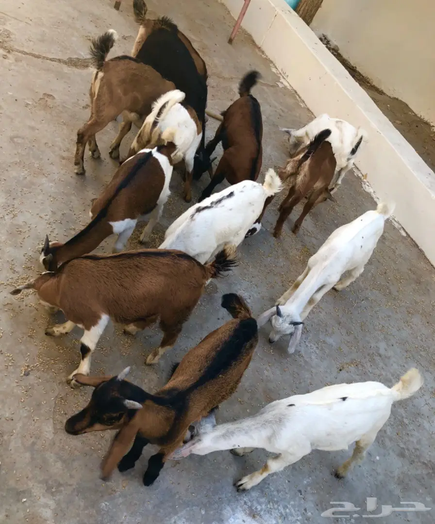 تيوس لبنيه سمان وصحتها شرط  (image 1)