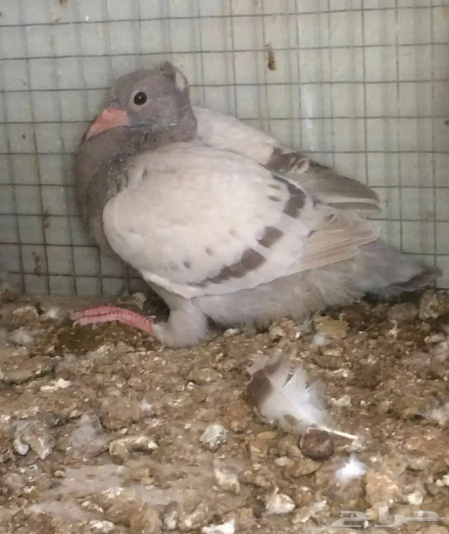 زوج سلفر سوبر جامبو - فرصة لا تعوض! (image 1)