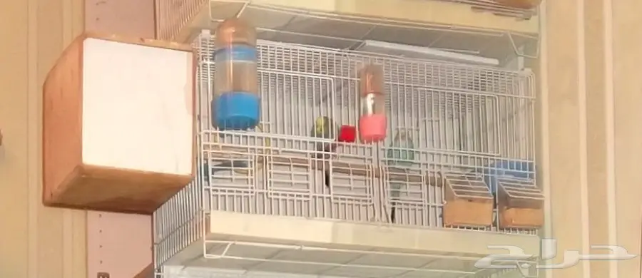 جوز ببغاء بادجي منتج طيور الحب 