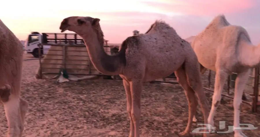 بكره للبيع (image 1)