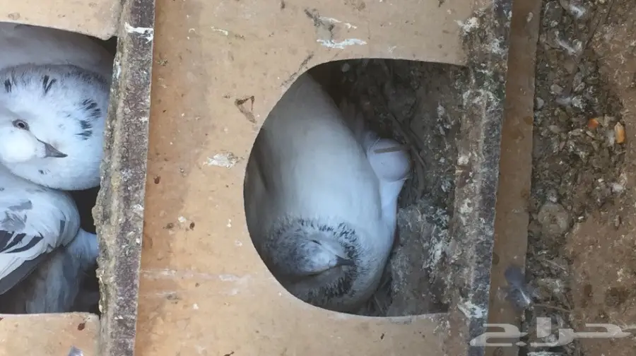 حمام هنديات منتجه (image 4)