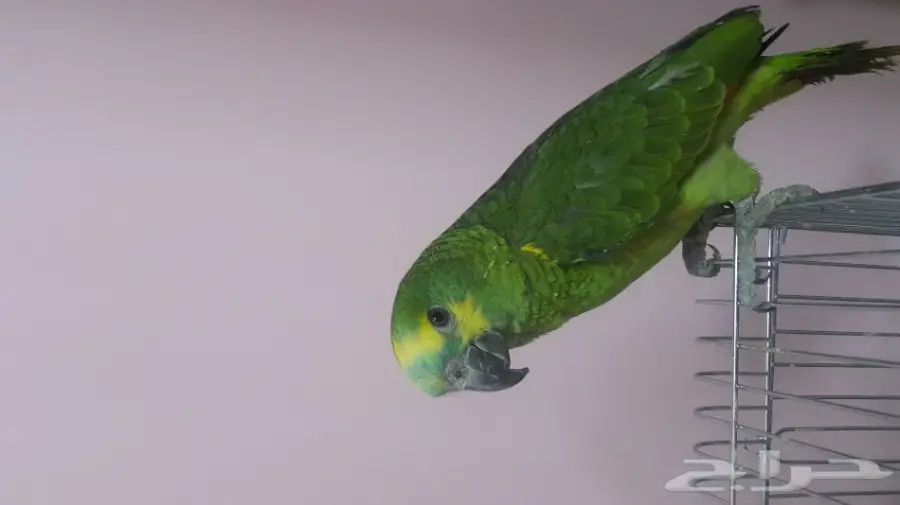 فرخ بلوفرنتد امزوني درجة 3