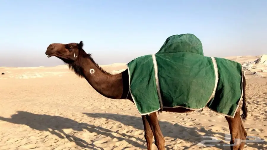 لقحه مجهم بكر ملاقي ولادها قريب (image 1)