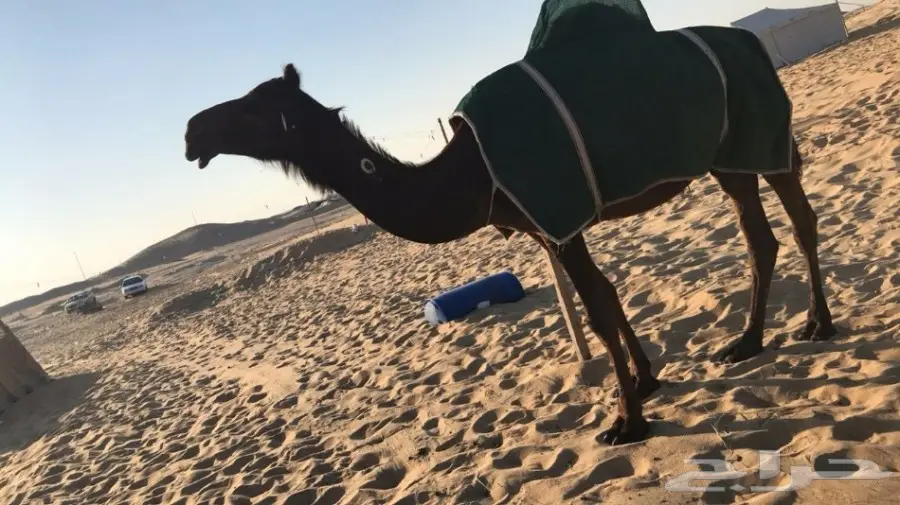 لقحه مجهم بكر ملاقي ولادها قريب (image 2)