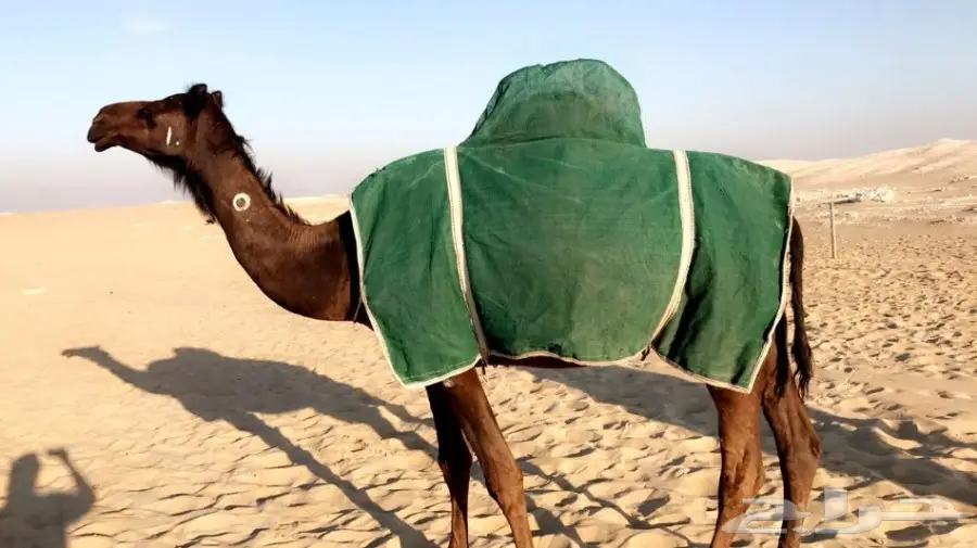 لقحه مجهم بكر ملاقي ولادها قريب (image 3)