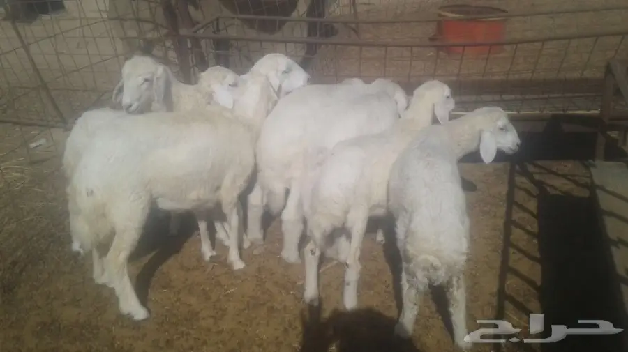 طليان ورخال 