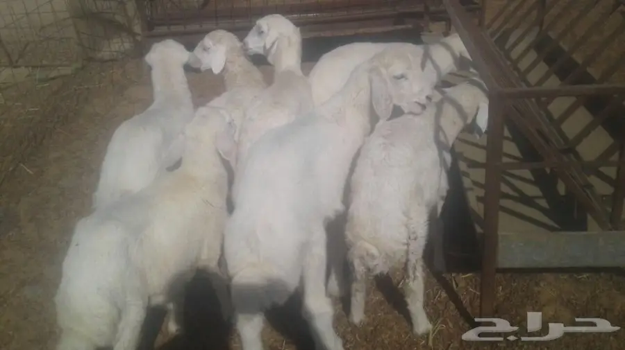 طليان ورخال  (image 1)