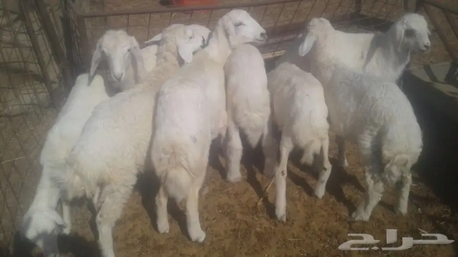 طليان ورخال  (image 2)